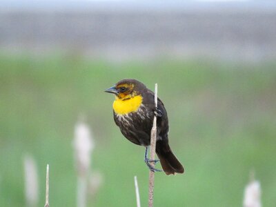 Yellow-headed bird nature