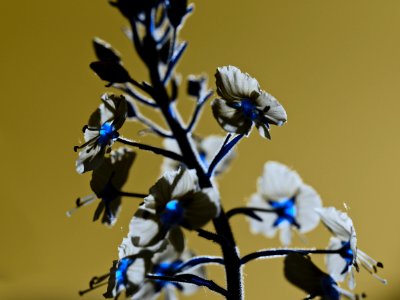 White and blue on yellow photo