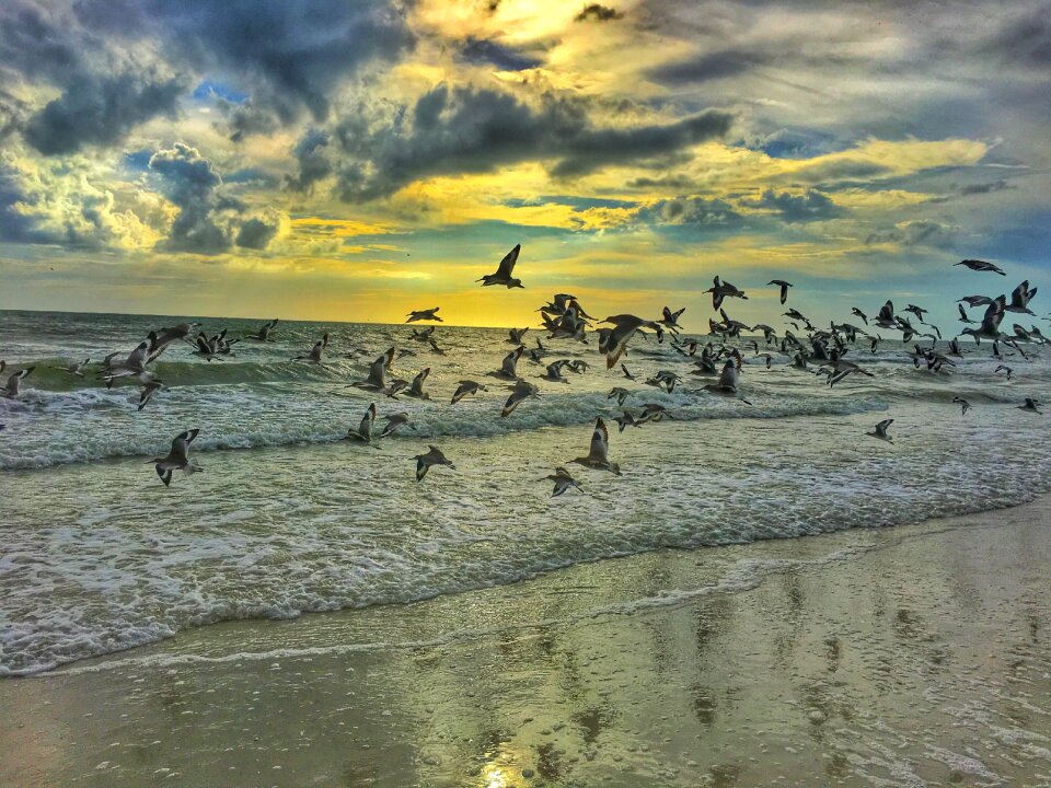 Water sand bird