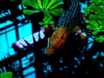 Beware! Angry alligator! 