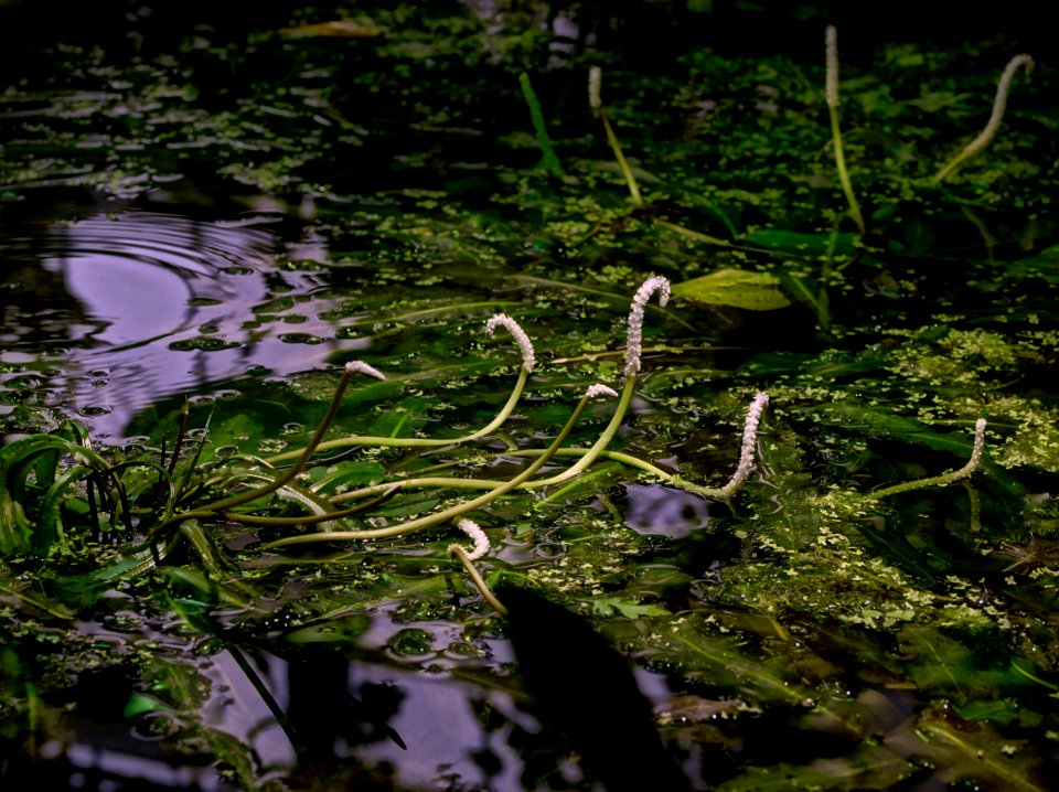 Swamp 