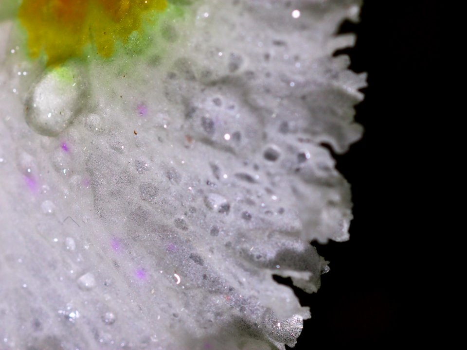 Orchid macro 