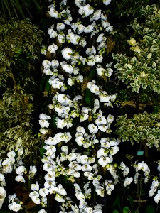 Orchid tree 