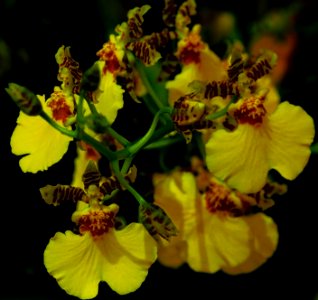 Yellow orchids 