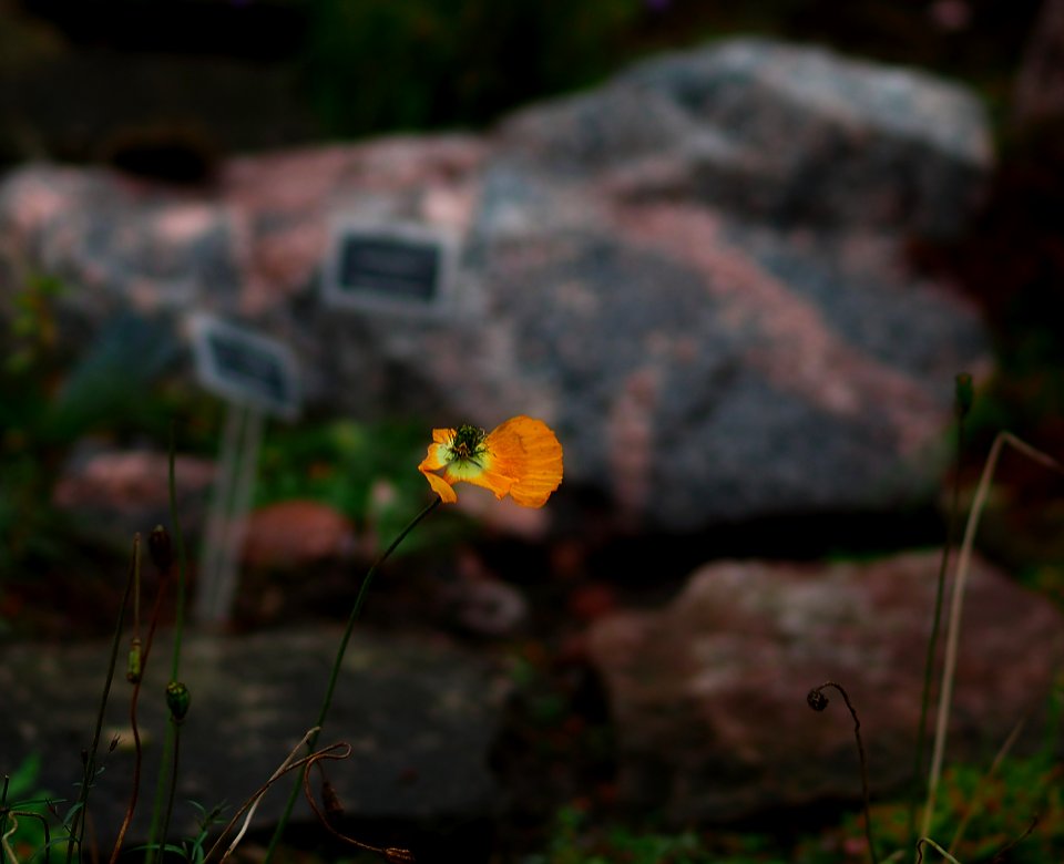 Killed by the wind 