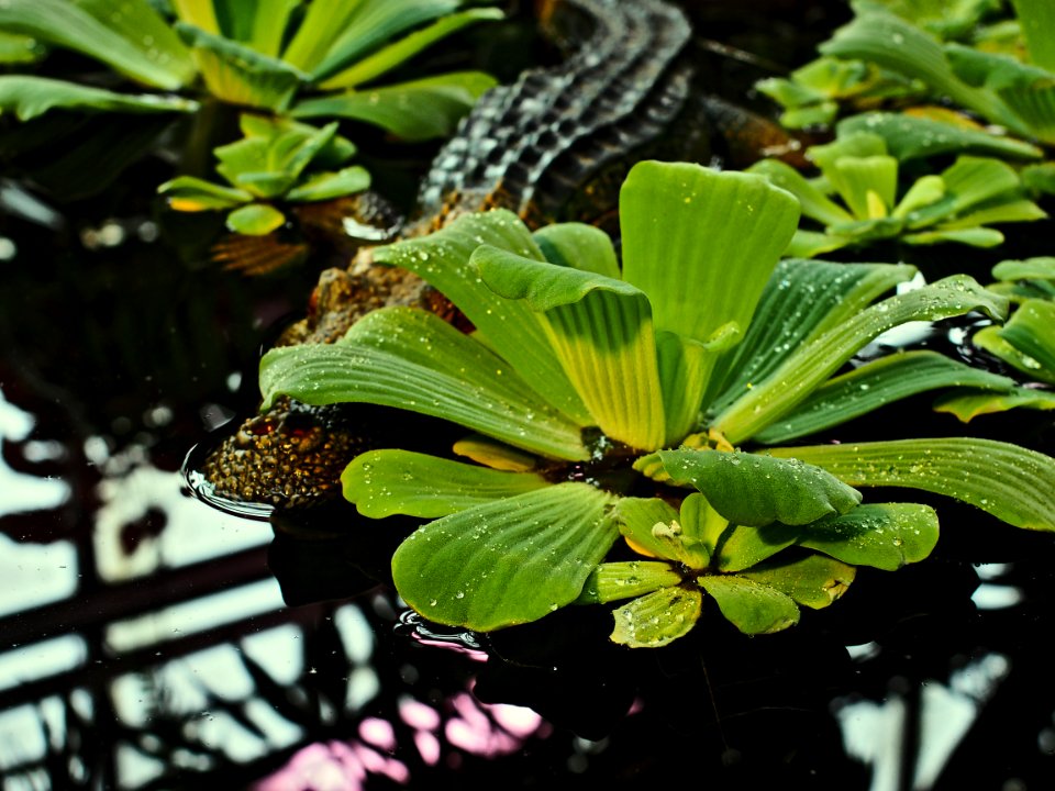 Shy crocodile 