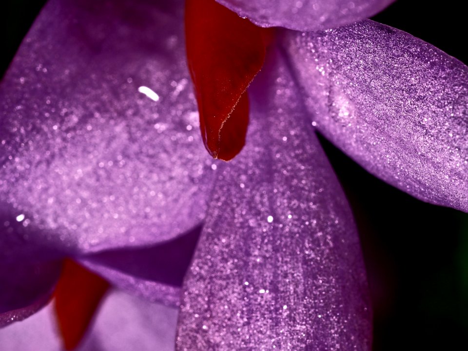 Orchid close up photo