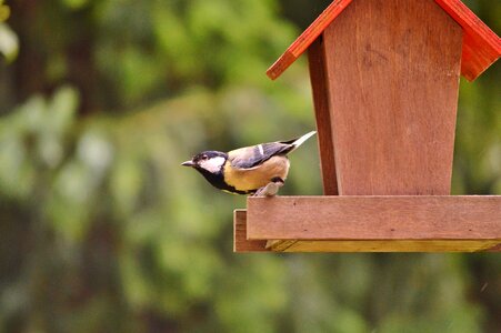 Bird foraging garden