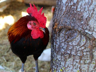 Farm rooster hen photo
