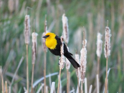 Bird yellow-headed nature photo