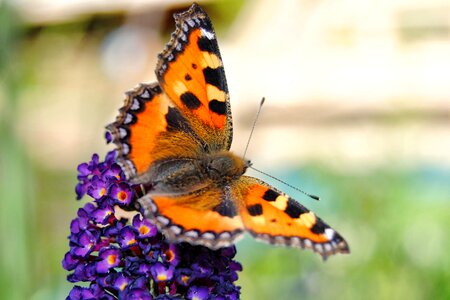 Little fox insect flower and butterfly photo