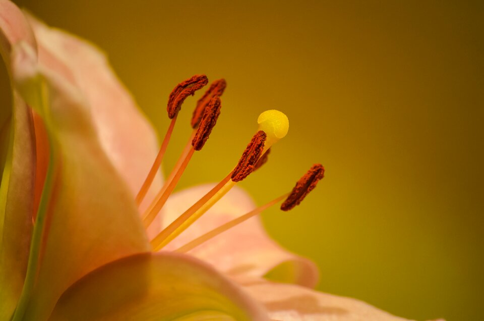 Plant pink flowers