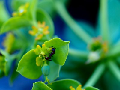 An ant on the plant 