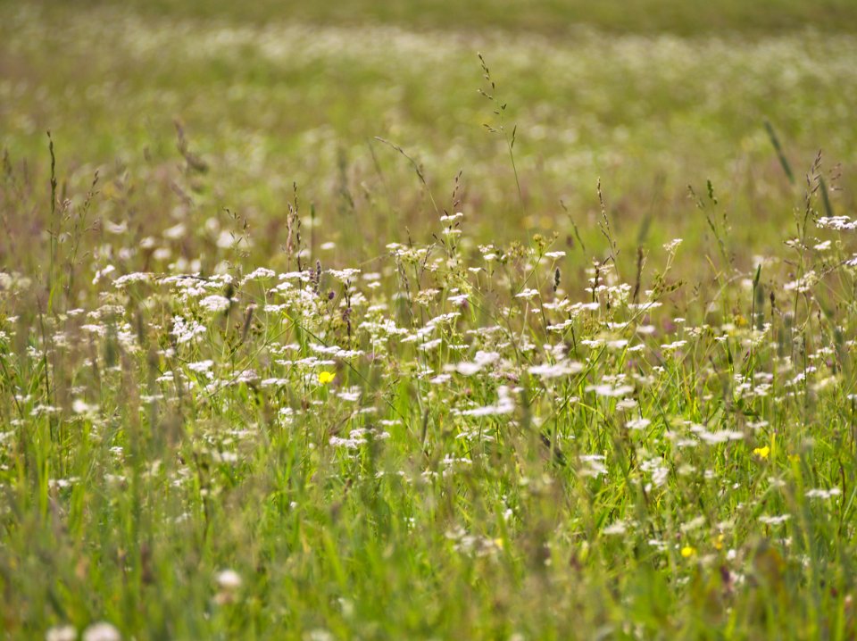 Summer day 