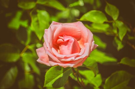 Pink roses petals rose blooms