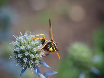 Close up nature garden