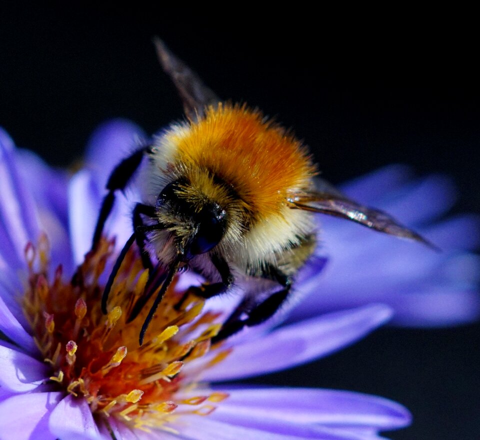 Summer flower pollinate