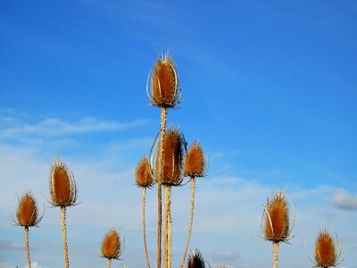 Prickly wild plant flora
