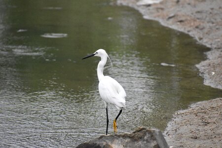 Black beak siberian crane white bird photo