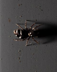 A little spider photo