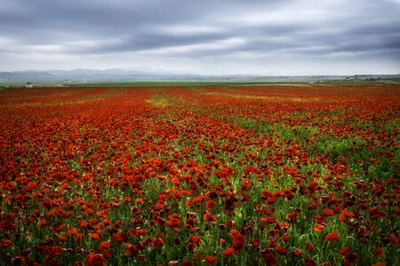 Beauty field red