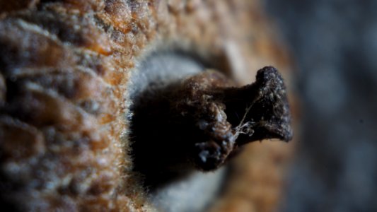 Acorn 
