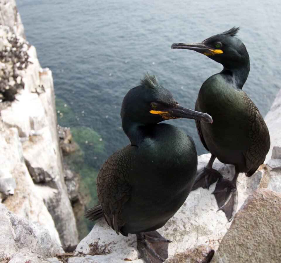 Farne islands wildlife bird