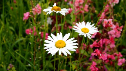 Camilla flowers and more 