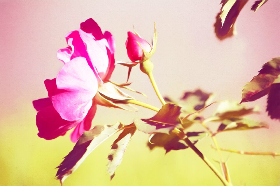 Digital painting rose blossom