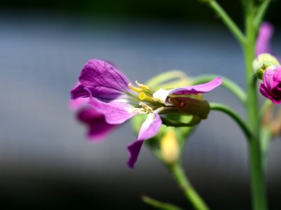 A flower of radish 