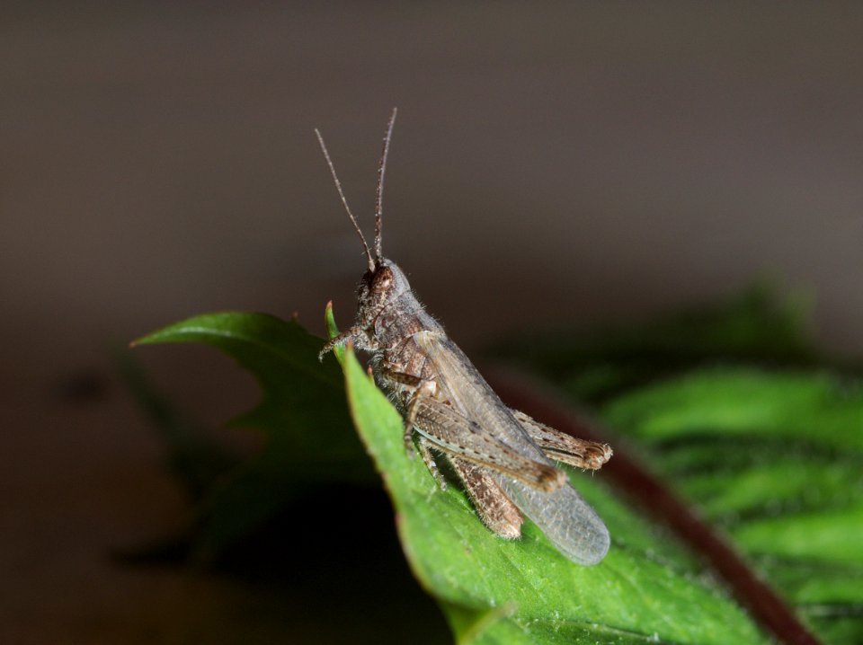 Grasshopper back lit 