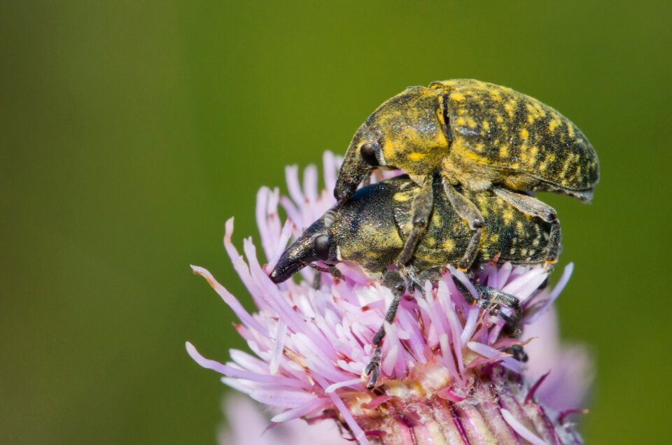 Insect close up reproduction