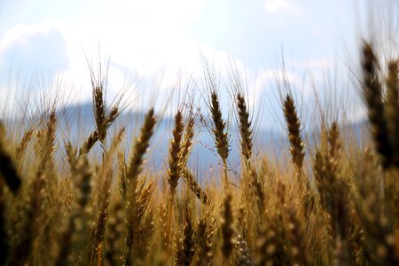 Wheat field agriculture yellow photo