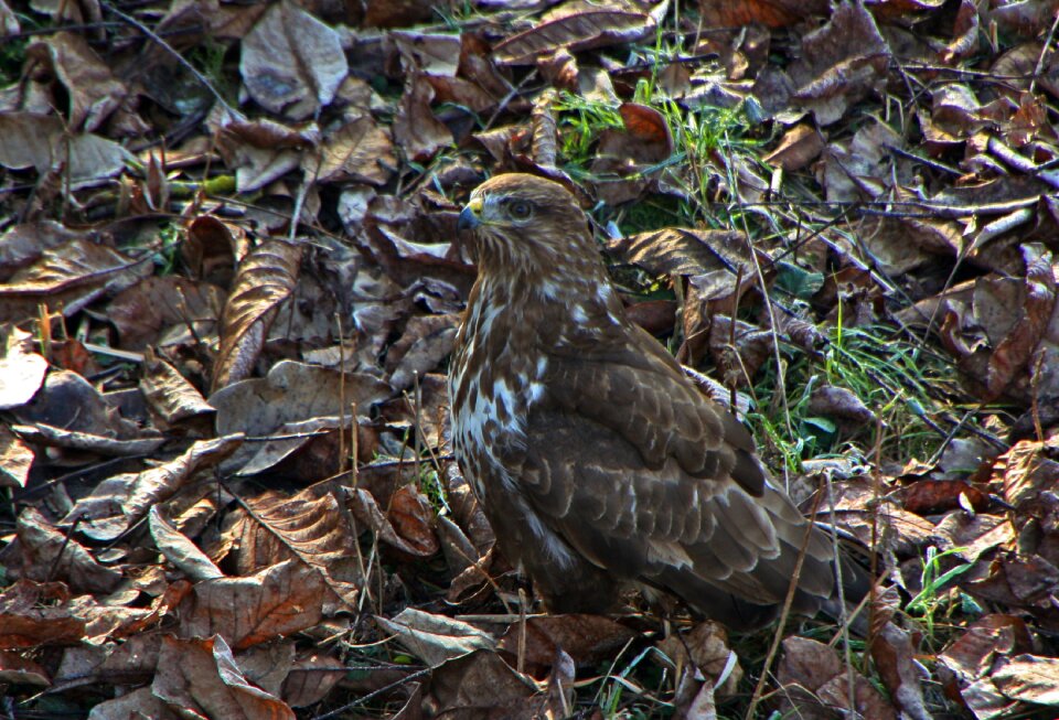 Raptor camouflage ground