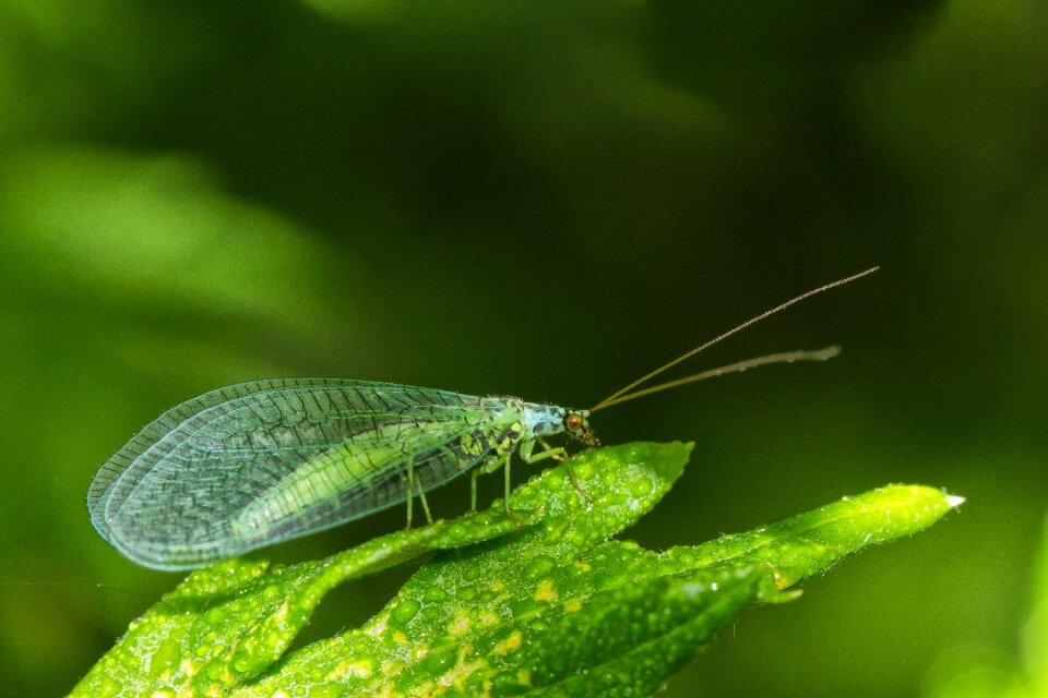 Green flight insect close up