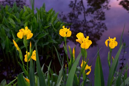Bloom yellow iris