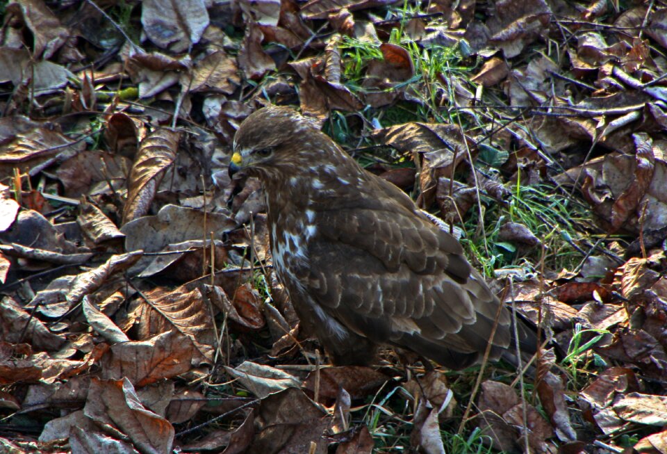 Raptor camouflage ground