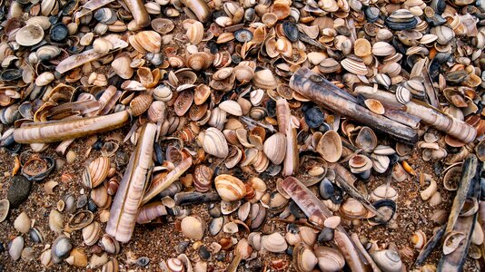 Sand shelling sea shells photo