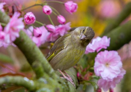 Songbird cute nature
