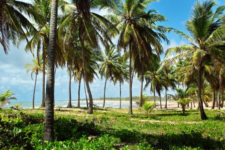 Cocoteraie beach dunes