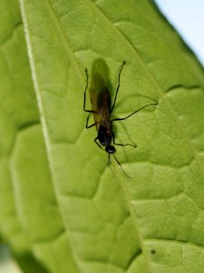 Flying ant 