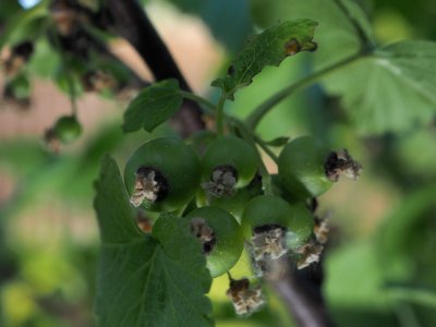 Black currants 