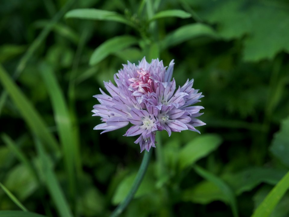 Onion 