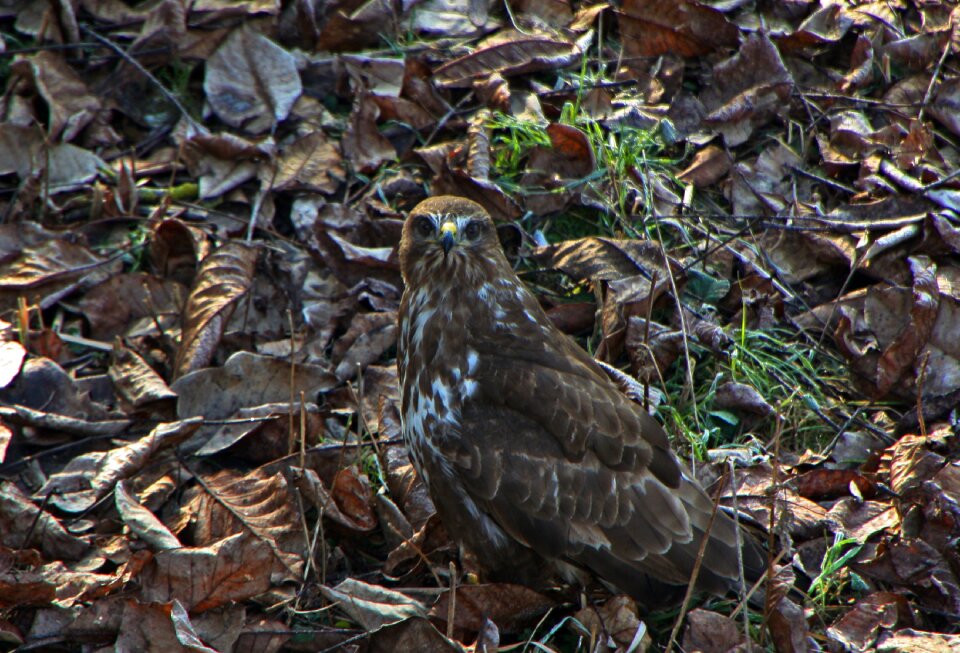 Raptor camouflage ground