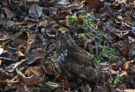 Raptor camouflage ground
