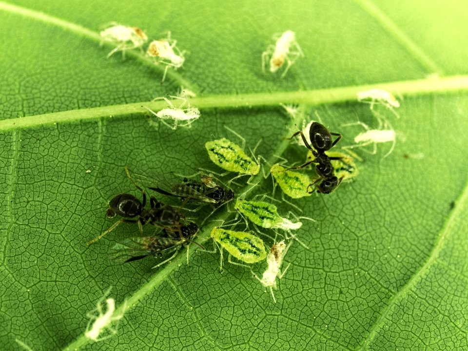 Killer ants and souls of victims 