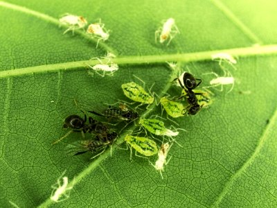 Killer ants and souls of victims 
