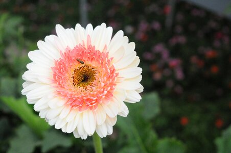 Nature blossom honey photo