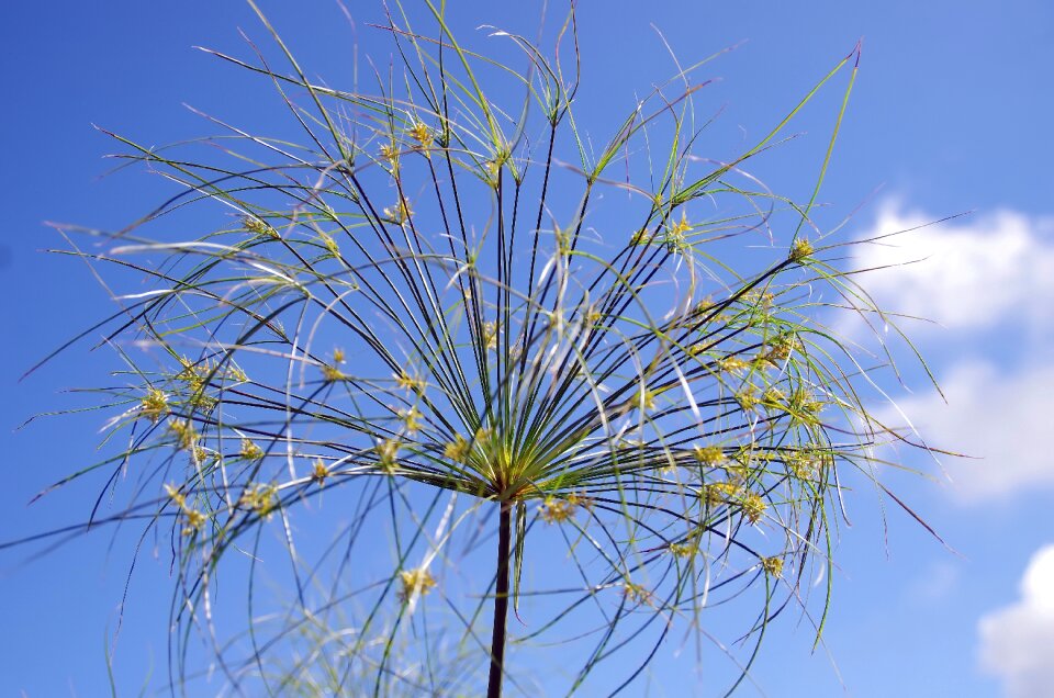 Sedges cyperus papyrus shoveler paper