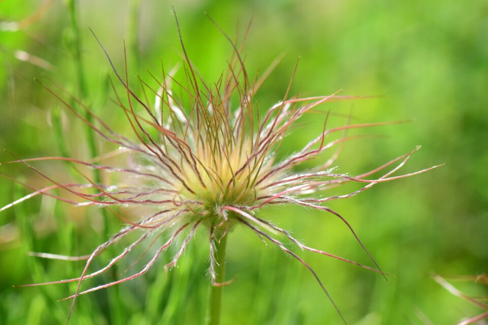Flower nature common pasque flower